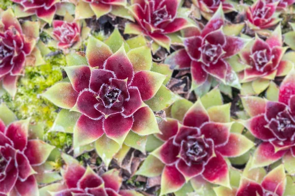 Sempervivum leaves form a pretty star pattern to brighten up the garden. Devon, UK. April