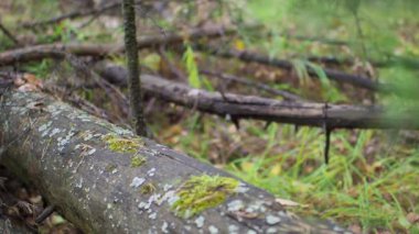 Oduncu ormanda yürümek. Balta ve bacak görünümünü kapatın. Bulanık arka plan.