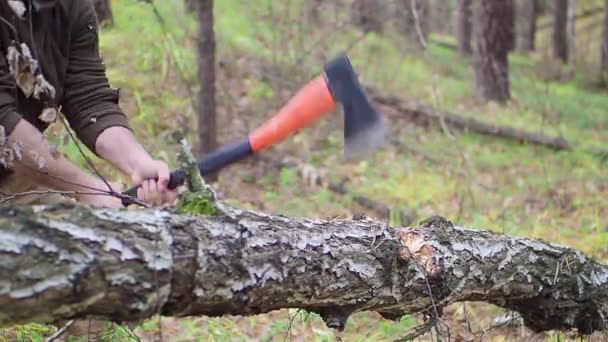 Lumberjack hugga ved i skogen — Stockvideo