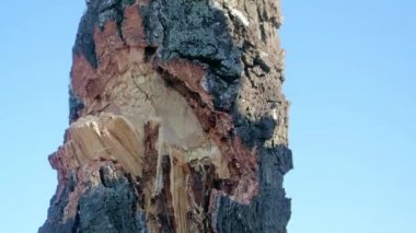 Ayrıntı odunları balta ile kış vakti doğrama kereste Jack. Oduncu bölmelerini ağaç, kırsal sahne kapatın. Yüksek tanımlı soğuk kış için hazırlık günlükleri