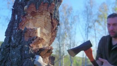 Oduncu işçisi birçok parçalanmak ormanda büyük baltayla kırma ağaç doğrama. Açık havada büyük balta ile çalışan büyük kaslı adam sökük güçlü sağlıklı Yetişkin