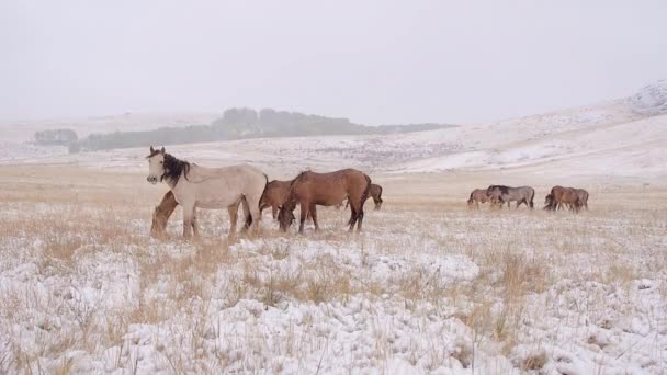 Los caballos pastan en el campo nevado y se van. Nieva. Uno de ellos mira a la cámara . — Vídeo de stock