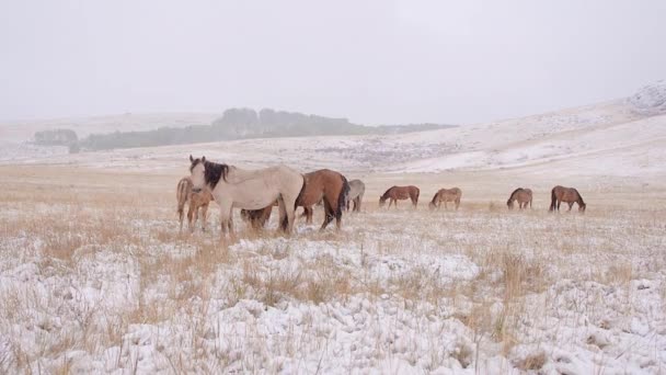 Los caballos pastan en el campo nevado y se van. Nieva. Uno de ellos mira a la cámara . — Vídeo de stock