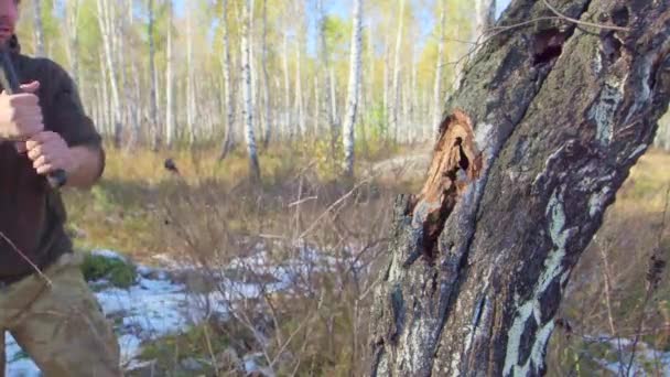 Lumberjack worker chopping down a tree breaking off many splinters in the forest with big axe. Strong healthy adult ripped man with big muscles working with big axe outdoors — Stock Video