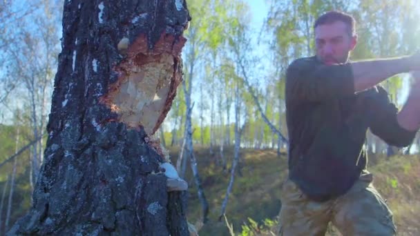 Lumberjack worker chopping down a tree breaking off many splinters in the forest with big axe. Strong healthy adult ripped man with big muscles working with big axe outdoors — Stock Video