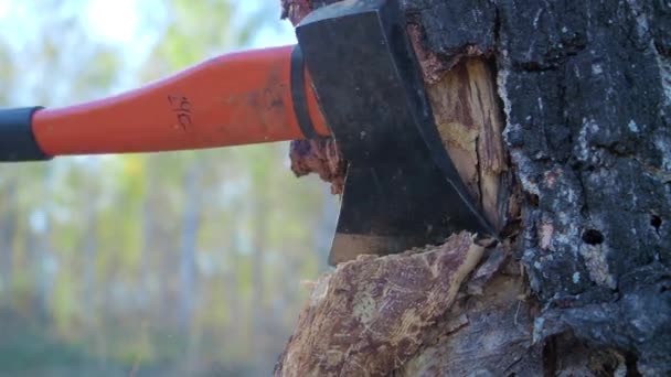 Detalle de madera aserrada picando leña con un hacha para el invierno. Primer plano de leñador parte madera, escena rural. Troncos de preparación para el invierno frío en alta definición — Vídeo de stock