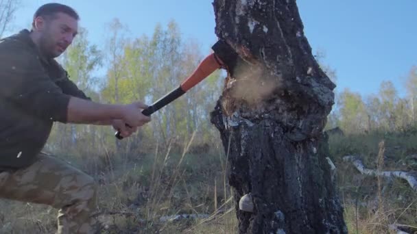 Trabajador de leñadores talando un árbol rompiendo muchas astillas en el bosque con un hacha grande. Fuerte adulto sano rasgado hombre con grandes músculos trabajando con hacha grande al aire libre — Vídeo de stock