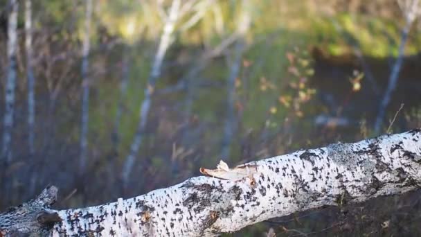 Detalj av lumber jack hugga ved med en yxa för vintern. Närbild av skogshuggaren splittringar trä, landsbygdens scen. Förberedelse loggar för kalla vintern i high definition — Stockvideo