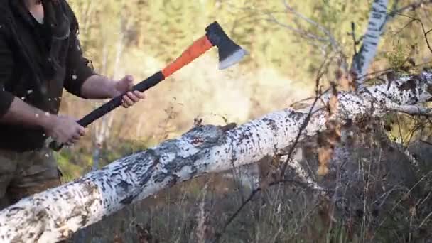 Lumberjack worker chopping down a tree breaking off many splinters in the forest with big axe. Strong healthy adult ripped man with big muscles working with big axe outdoors — Stock Video