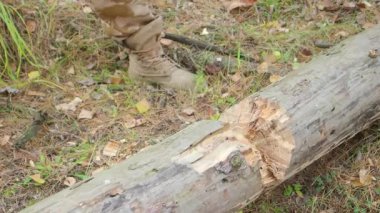 Doğrama ağaca balta close-up. Çok ahşap yongaları dışında uçar. Sanayi ve Ormancılık kavramı. Bulanık arka plan ve güneş ışığı etkisi