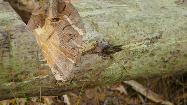 Vista de cerca del hacha en el árbol grande, leñador borroso en el fondo — Vídeo de stock