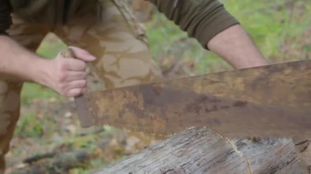 Hombre aserrando madera en el bosque. Sierra de cerca y leñador cortando árboles al aire libre. Hombre tronco de corte de madera . — Vídeo de stock