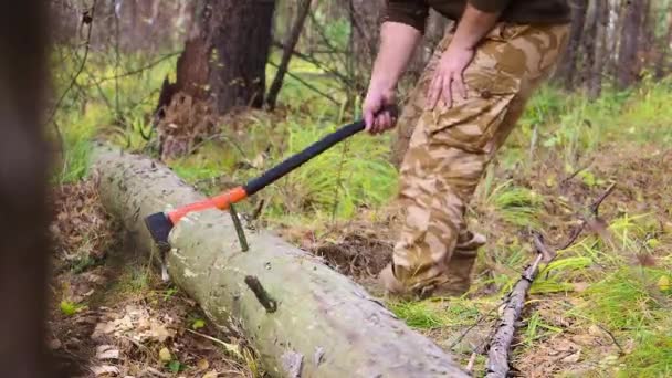 Lumberjack arbetaren hugga ner ett träd att bryta bort många flisor i skogen med stor yxa. Stark frisk vuxen slet mannen med stora muskler som arbetar med stor yxa utomhus — Stockvideo