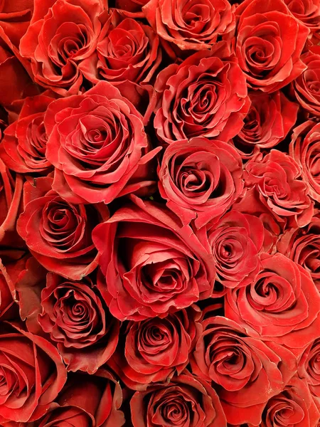 Red Roses background. Selective focus — Stock Photo, Image