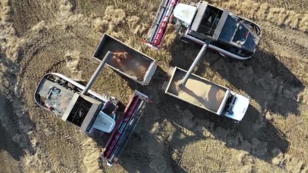 Αεροφωτογραφία ενός συλλέκτη combain γεμίσει το φορτηγό με καλαμπόκι. — Αρχείο Βίντεο