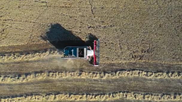 Veduta aerea di Combine Harvester Raccolta Mais maturo sul campo di raccolta — Video Stock
