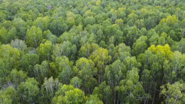 Lot lotniczy nad wiecznie zielonym lasem — Wideo stockowe