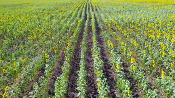 Drohne fliegt über Sonnenblumenfeld. landwirtschaftliches Konzept. — Stockvideo