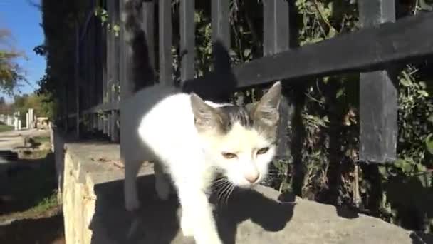 Niet-huishoudelijk kitten na de camera — Stockvideo
