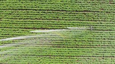 Aerial footage of working irrigation sprincler on an agricultural field