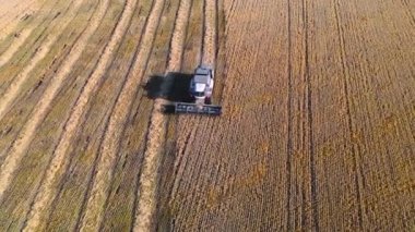 Aerial. Combine harvester harvesting ripe corn on harvest field. Top view