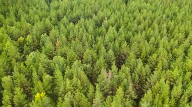 Drone flying forward above beautiful green forest.