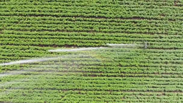 Filmagem aérea de aspersão irrigação trabalhando em um campo agrícola — Vídeo de Stock