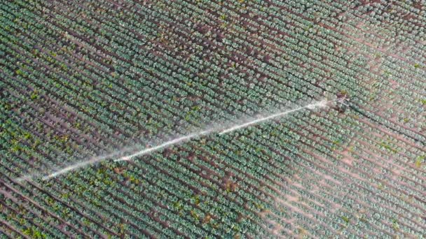 Luchtbeelden van werkende sproeiers voor irrigatie op landbouwgebied — Stockvideo