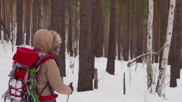 Senderista femenina con mochila caminando en un foest de invierno — Vídeos de Stock