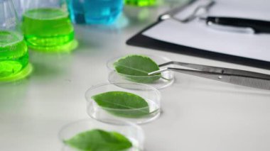 Bitki Genetik Değişiklikleri Laboratuvarı. Cımbız ve yeşil yapraklar petri kabında.
