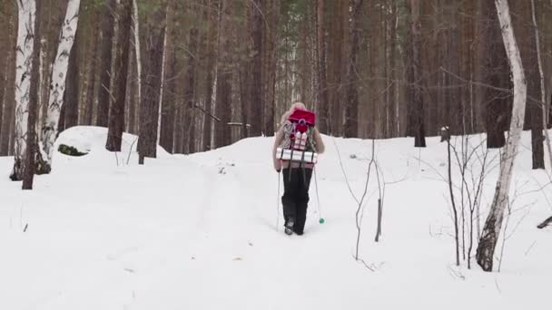 Senderista femenina con mochila caminando en un foest de invierno. Vista trasera — Vídeos de Stock