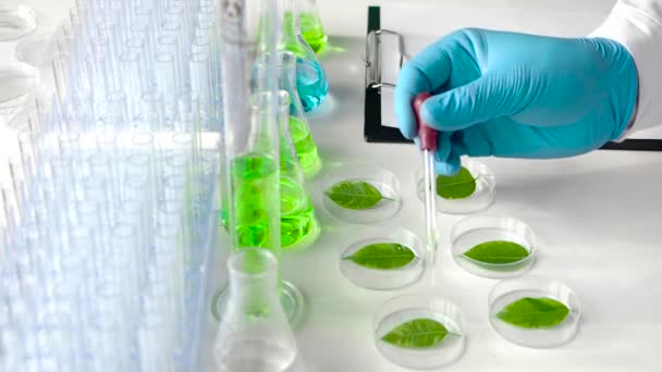 Un científico gotea una droga para acelerar el crecimiento de las hojas verdes en las placas de Petri. Laboratorio de mutación genética vegetal — Vídeos de Stock