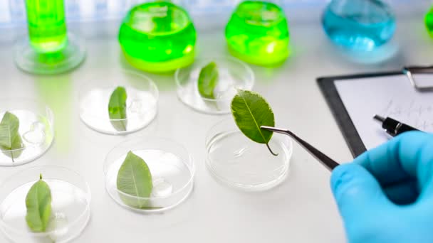 Scientist examines a green genetically modified leaf. — Stock Video