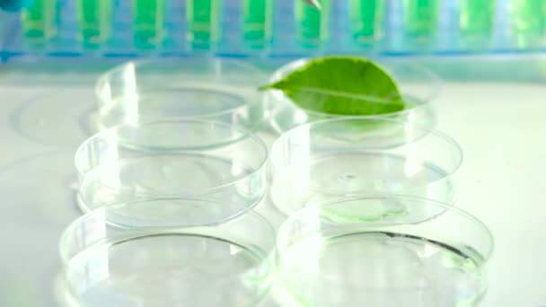 Een wetenschapper met pincet stopt groene bladeren in een petrischaal. — Stockvideo