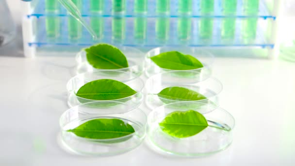 Close up view of a scientist drips a drug to accelerate growth on green leaves in Petri dishes. — 비디오