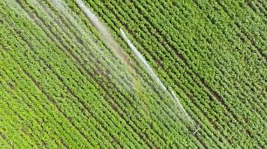 Sulama alanının üst görünümü.