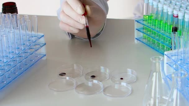 Forscher lassen Blutprobe in Petrischale tropfen. — Stockvideo