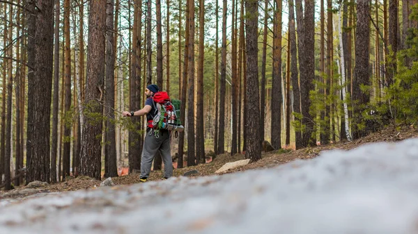 Randonneur avec un sac à dos dans la forêt de conifères. Vue arrière . — Photo