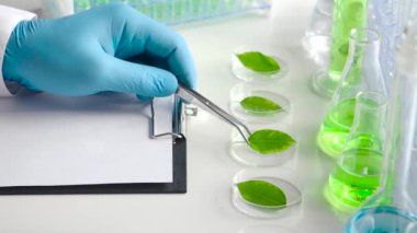 Perti yemeklerinden yaprak alan bir araştırmacının ellerine yakından bakın.