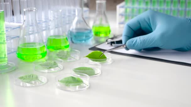 O pesquisador em luvas toma pinças um broto de uma placa de Petri. Estudos laboratoriais e modificações genéticas de plantas em um laboratório moderno . — Vídeo de Stock