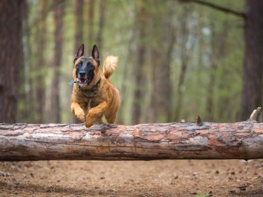 Malinois ormanda bir ağaçtan atlarken köpek yetiştirir..
