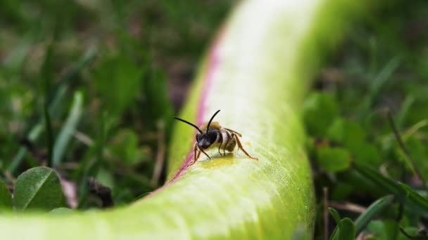 A wasp cleans the body. Close-up. — Stock Video