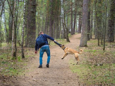 Bir adam ormanda Malinois köpeğiyle oynuyor..