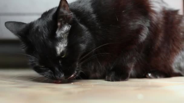 Close up video - černá kočka jíst maso. — Stock video