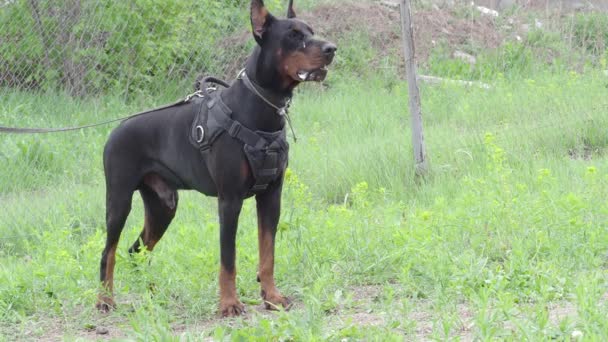 Köpek yetiştiricisi Doberman Pinscher, bölgeyi koruyor.. — Stok video