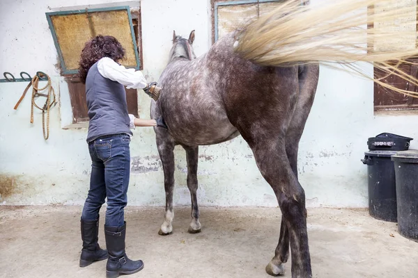 Attractive lady rider grooms his horse before the ride — Stock Photo, Image