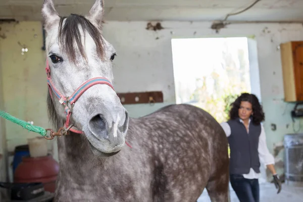 Attractive lady rider grooms his horse before the ride — Stock Photo, Image