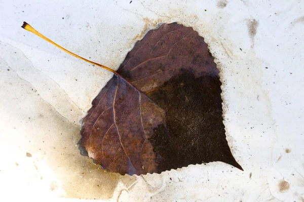kir ortasında beyaz bir yüzeye düşen yaprak