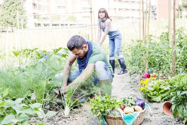 Jeune couple recueille des légumes dans le jardin — Photo