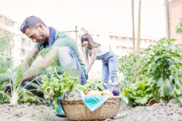 Pareja joven recoge verduras en el jardín —  Fotos de Stock